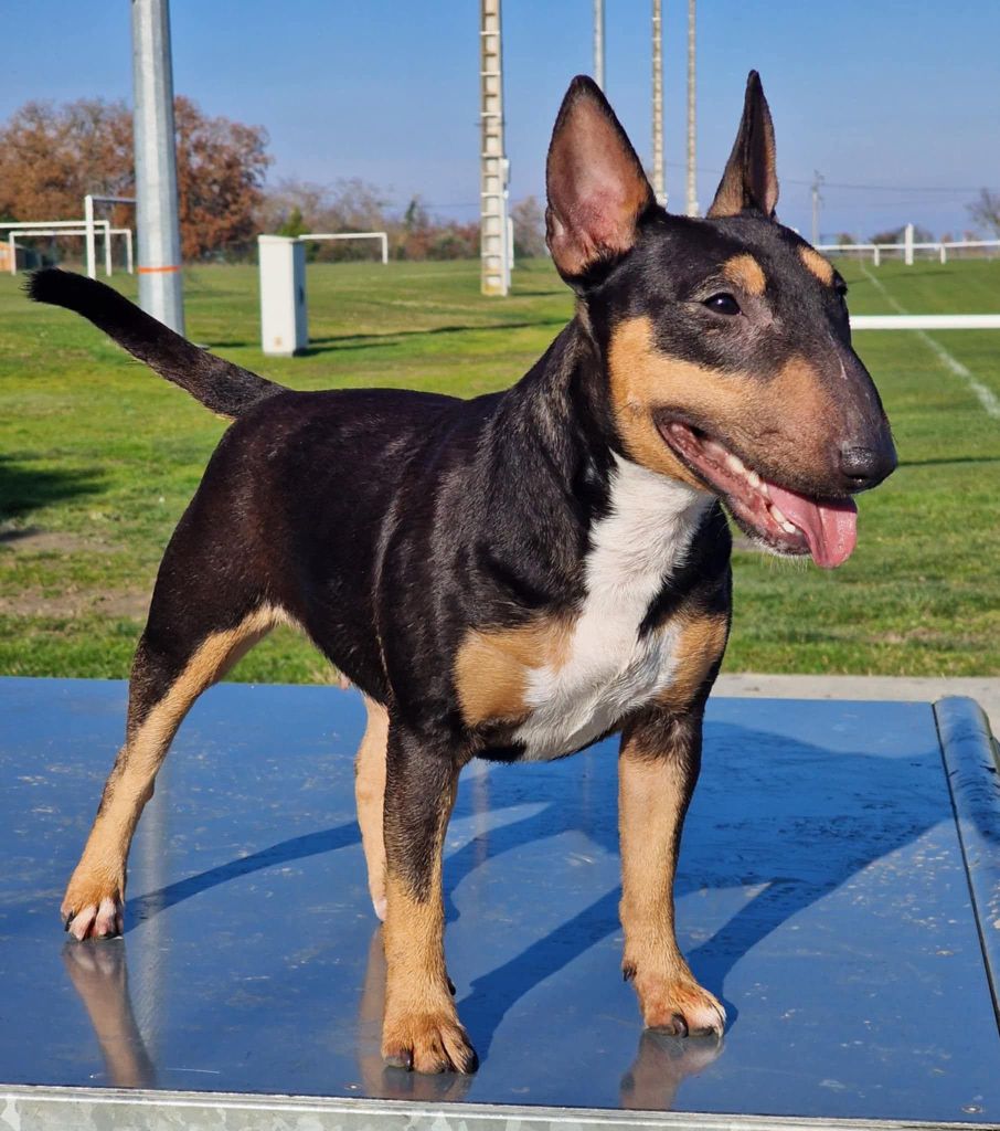 Publication : hell's line 