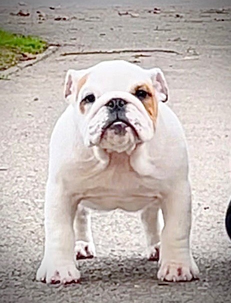 Publication : D'Or Wood 