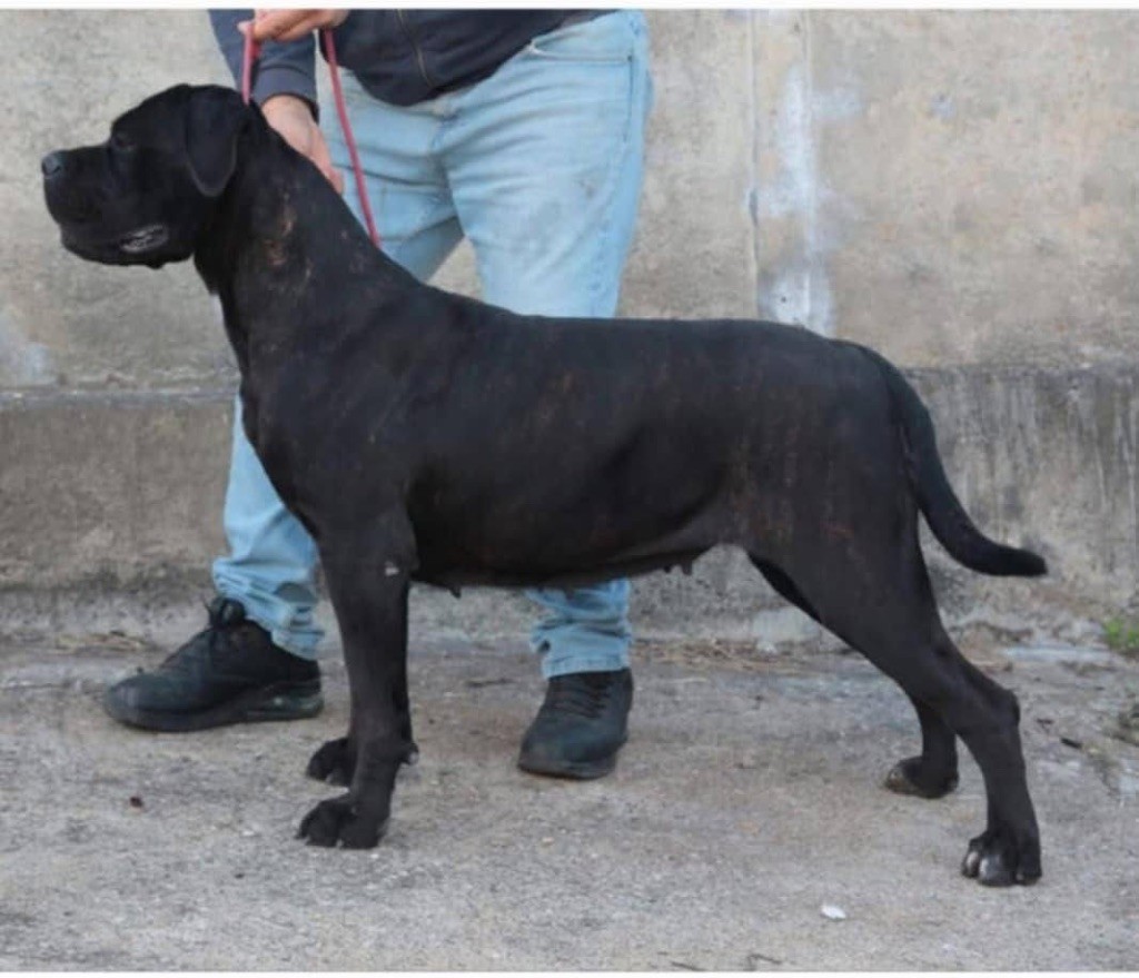 Publication : des Gardiens de Maelys 