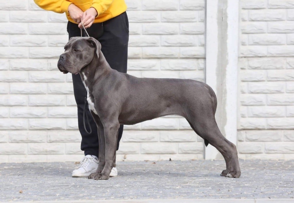 Publication : Au Royaume De Delio 