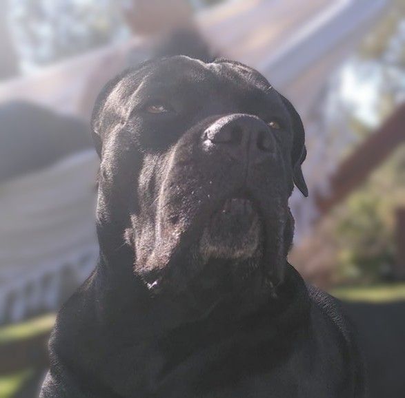 Publication : Des Gardiens De Cebenna Auteur : Elevage des Gardiens de Cebenna