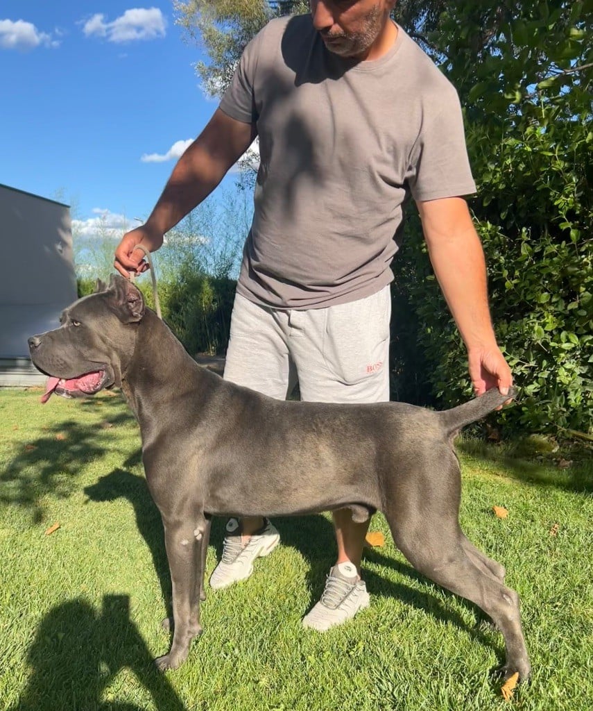 Publication : De La Tour Du Mont D'Or 