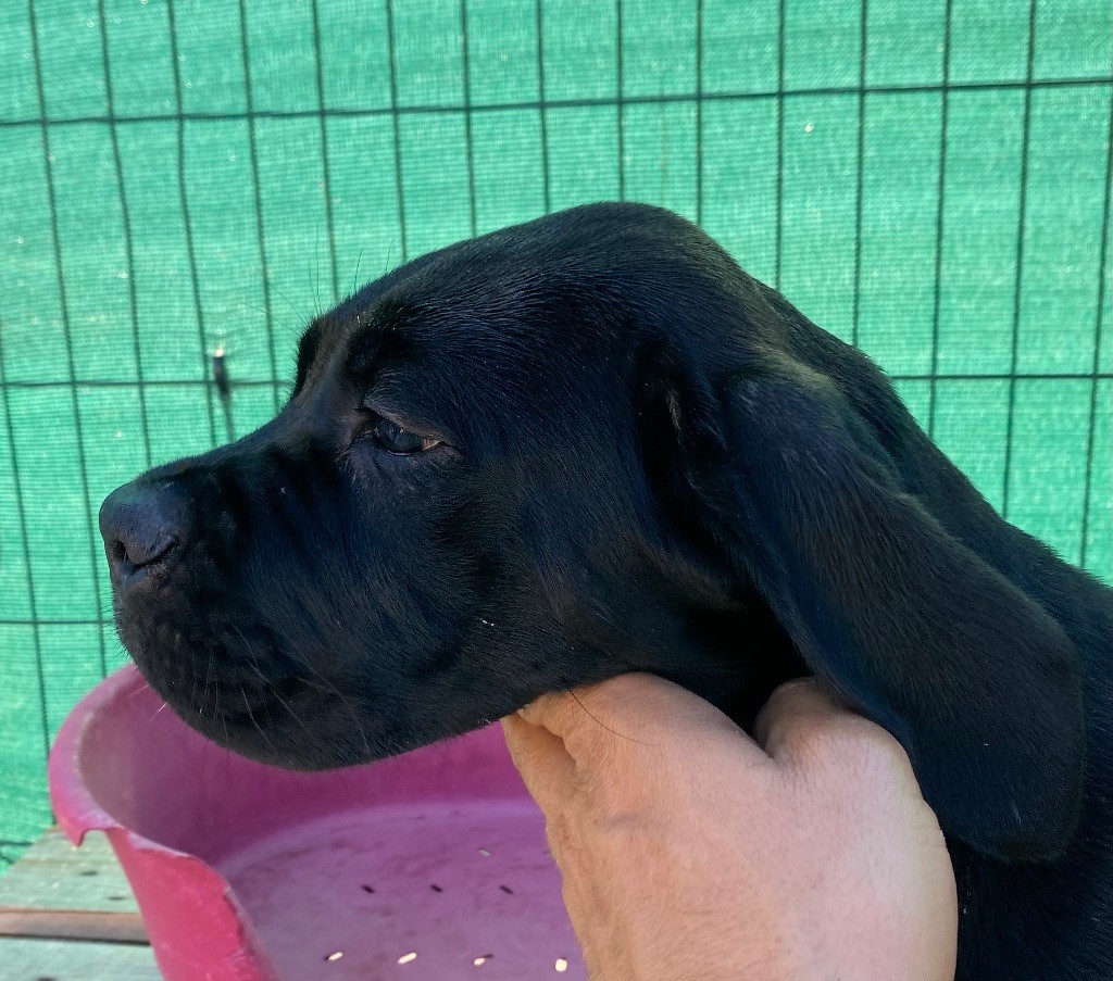 Publication : des Gardiens de Maelys