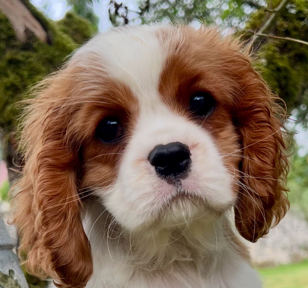 Publication : Cavilove 