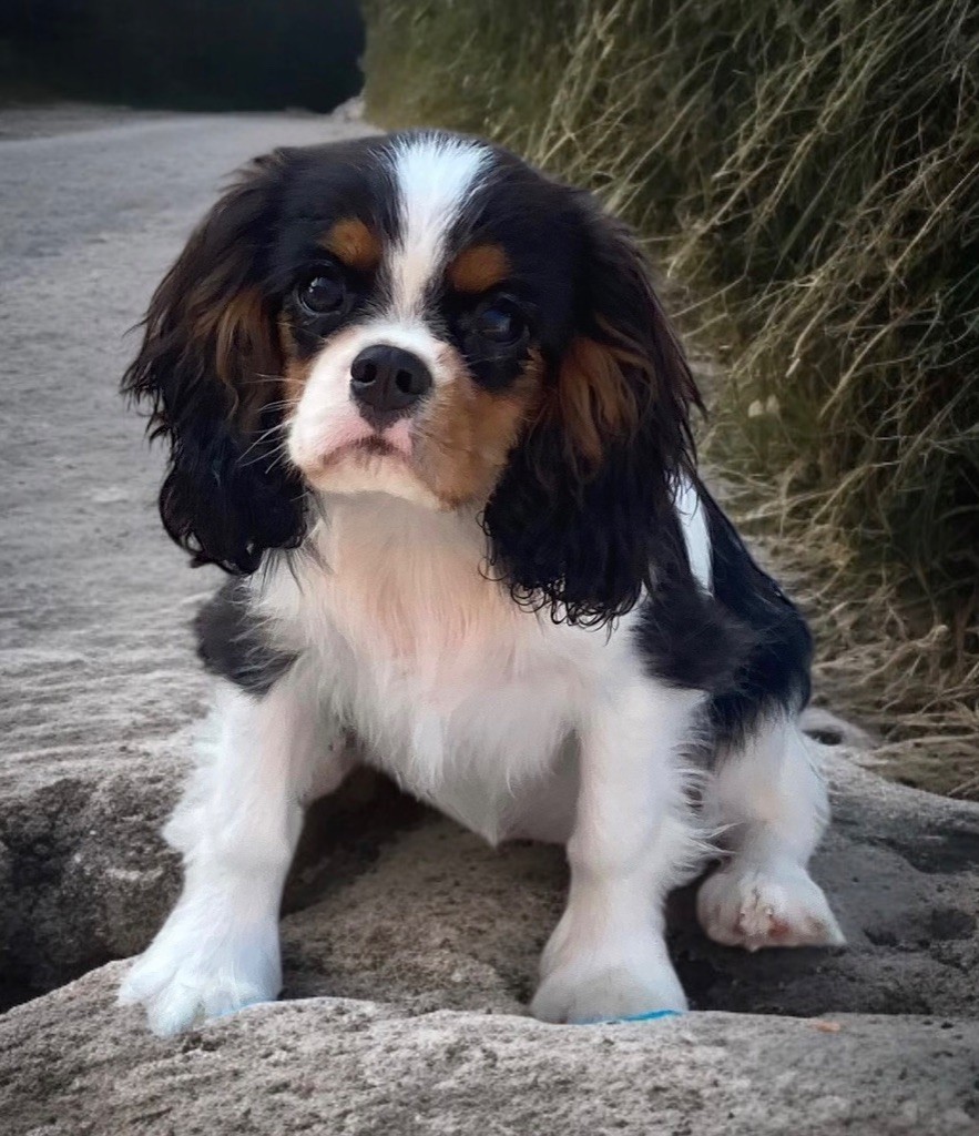 Publication : Du Mas De Dixie Auteur : Du mas de dixie 