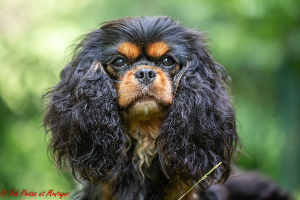 Publication : Du Mont Des Crocs Blancs Auteur : Taraminy Fabrice