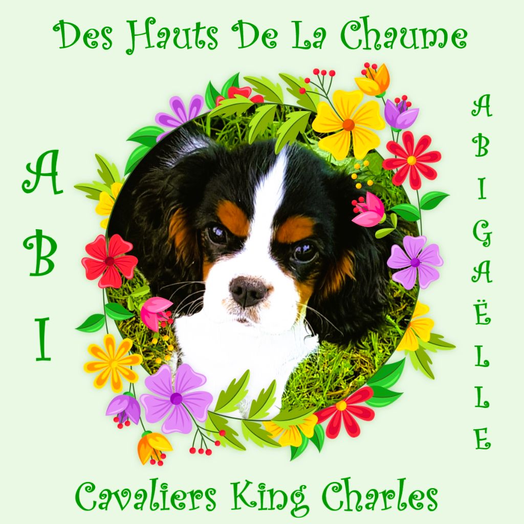 Publication : Des Hauts De La Chaume 