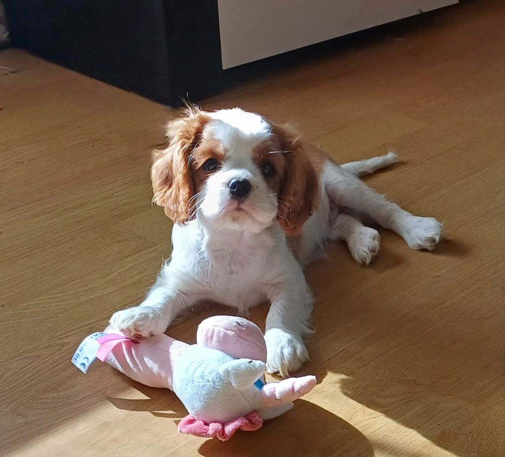 Publication : (Sans Affixe) 