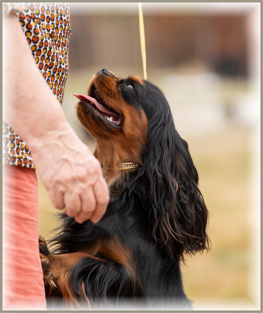 Publication : Kër Collies Breizh Auteur : FG