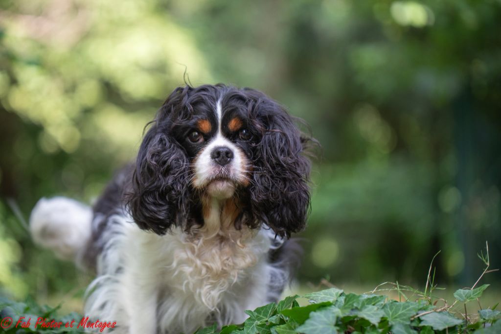 Publication : Du Mont Des Crocs Blancs Auteur : Laurence Taraminy