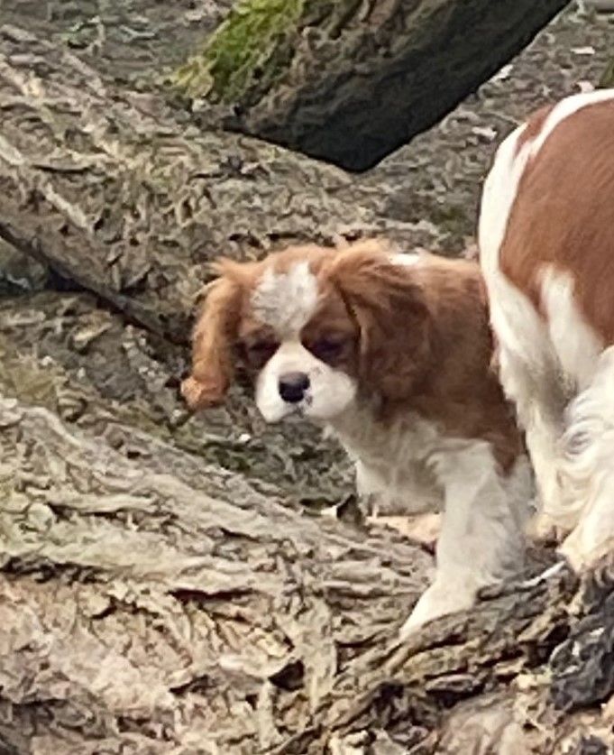 Publication : Des Lacs De L'Adour 