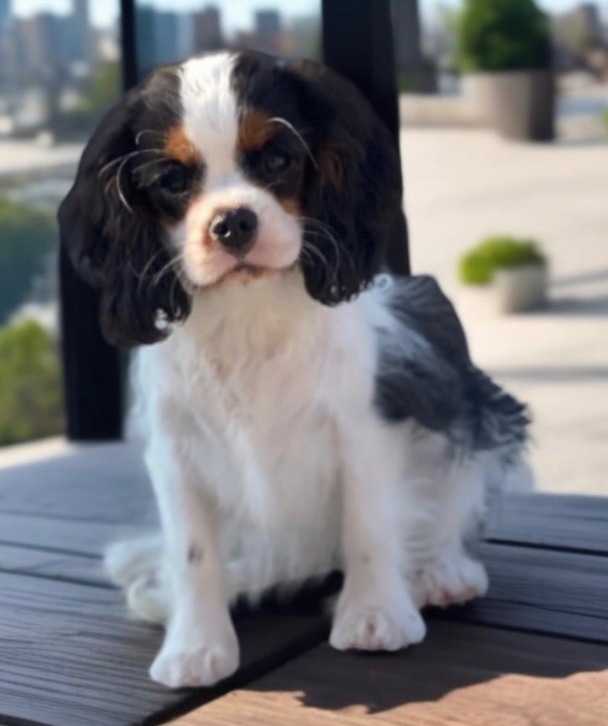 Publication : Du Mas De Dixie Auteur : Du mas de dixie 