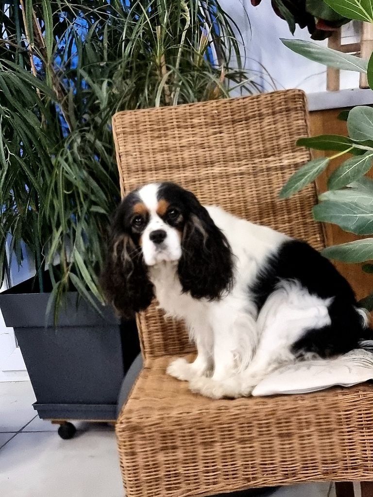 Publication : Magic's Legend 