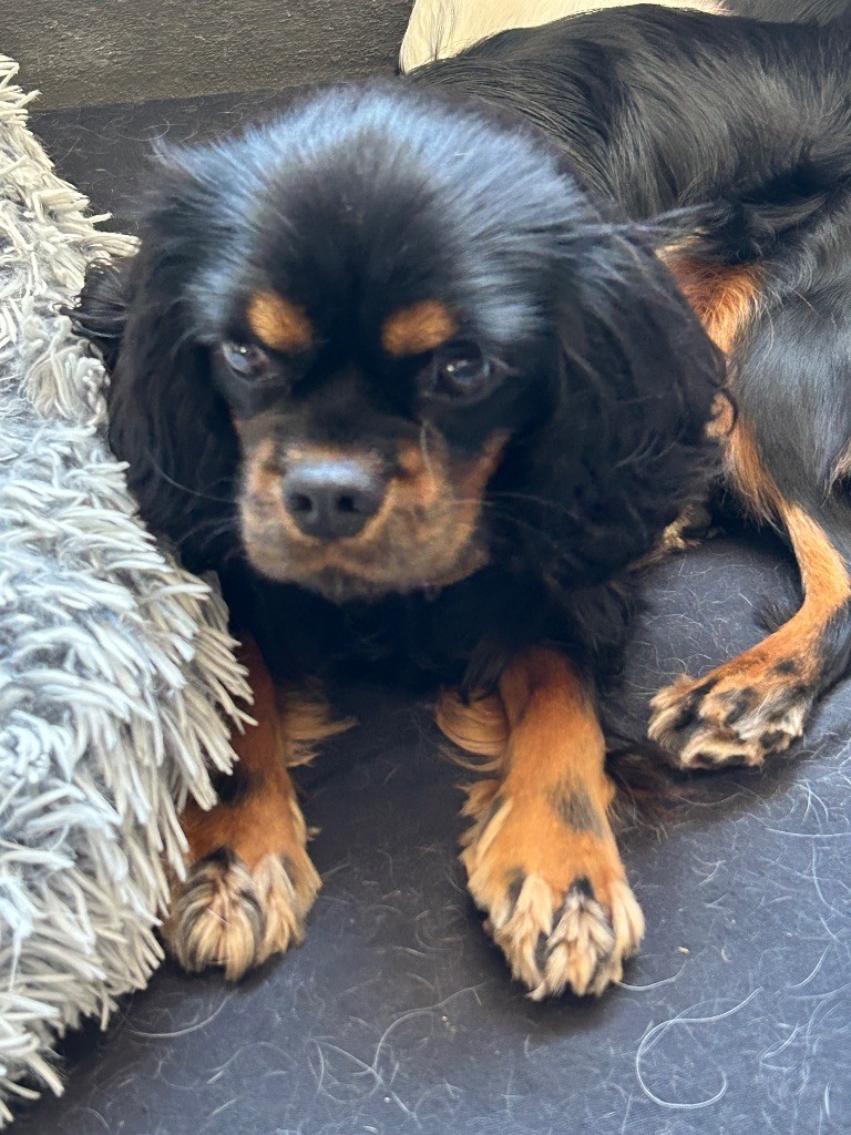 Publication : of Beauties the Isle 