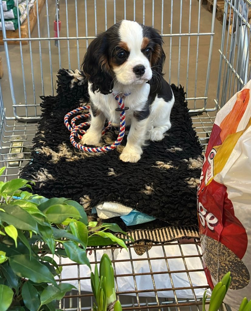 Publication : de Bettignies Auteur : tytgat