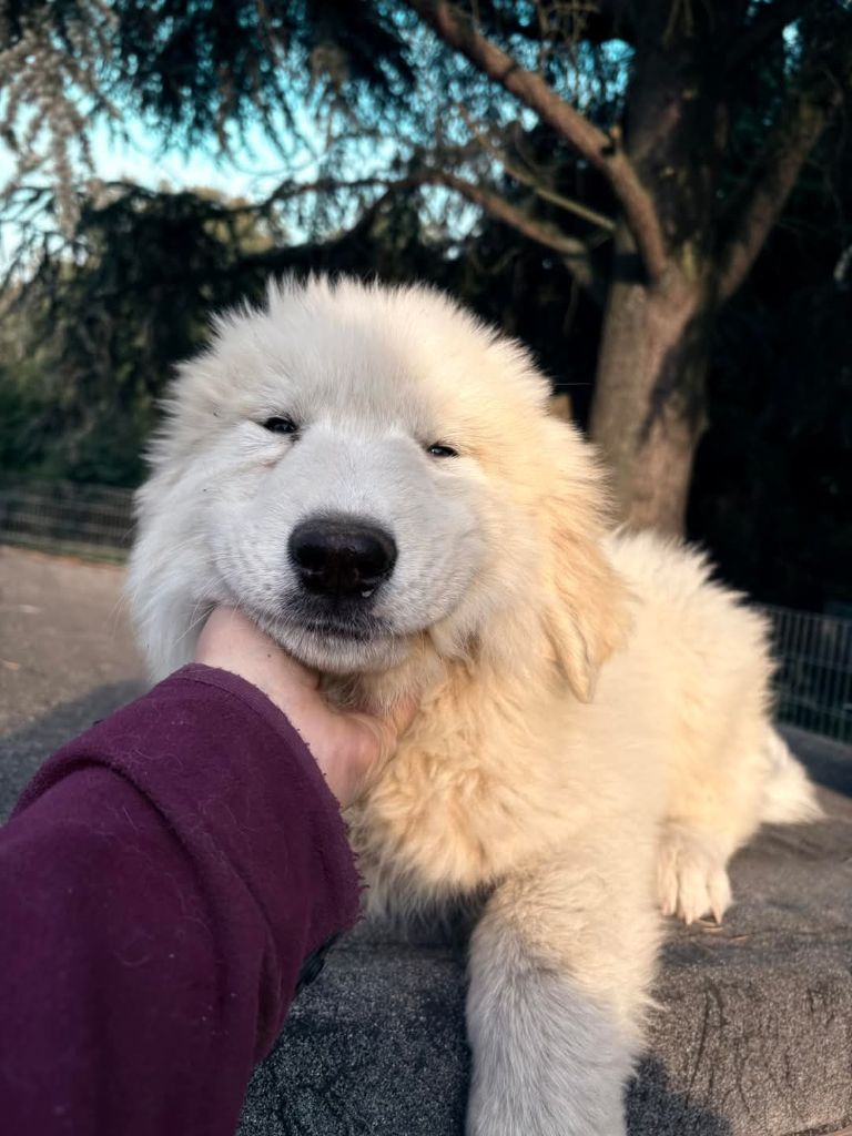 Publication : De L'Ange Des Vosges Du Nord Auteur : Jul