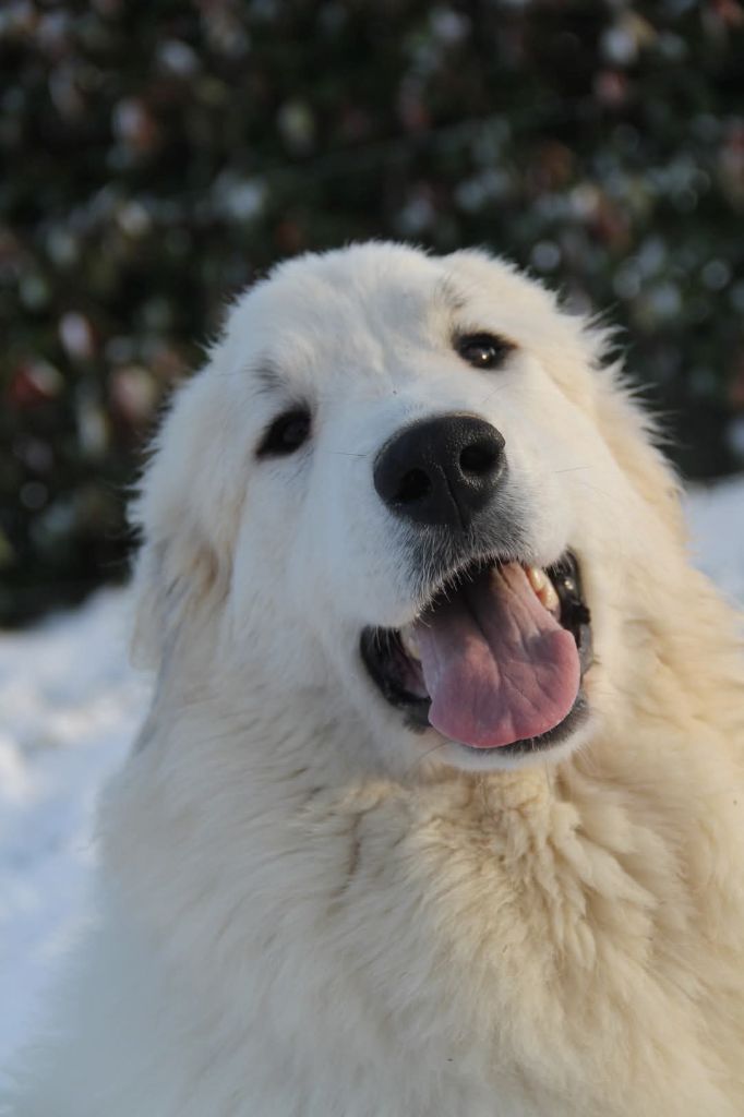 Publication : De Plaine Sapin Auteur : Nathalie Bruge