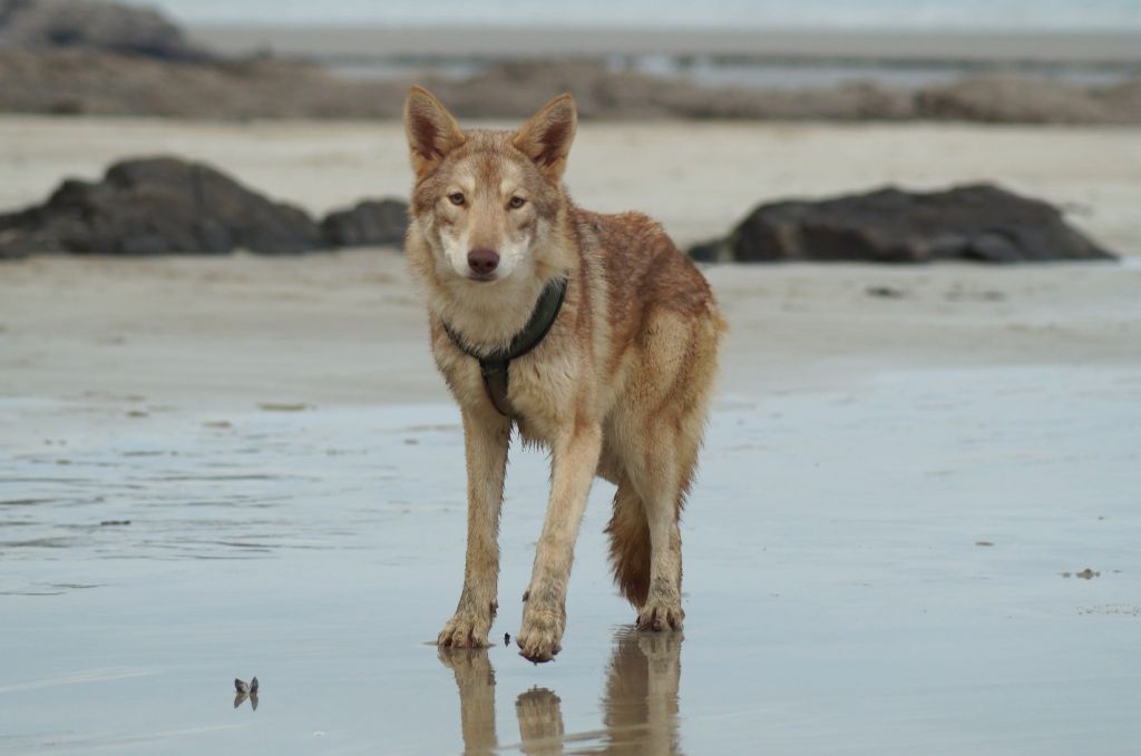 Publication : Du Royaume De Tag 