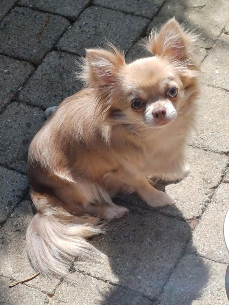 Publication : Du Palais Des Coussinets Auteur : Peigneux Jennifer