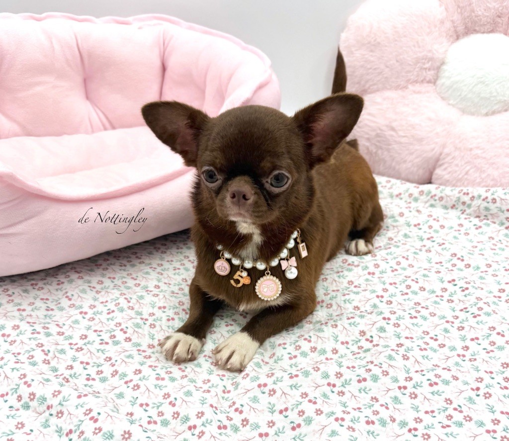 Publication : de Nottingley Auteur : @de Nottingley