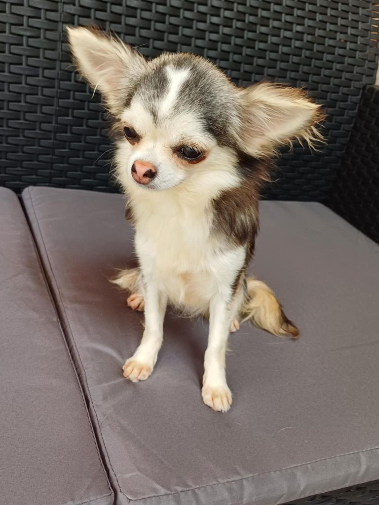 Publication : Du Palais Des Coussinets Auteur : Peigneux Jennifer