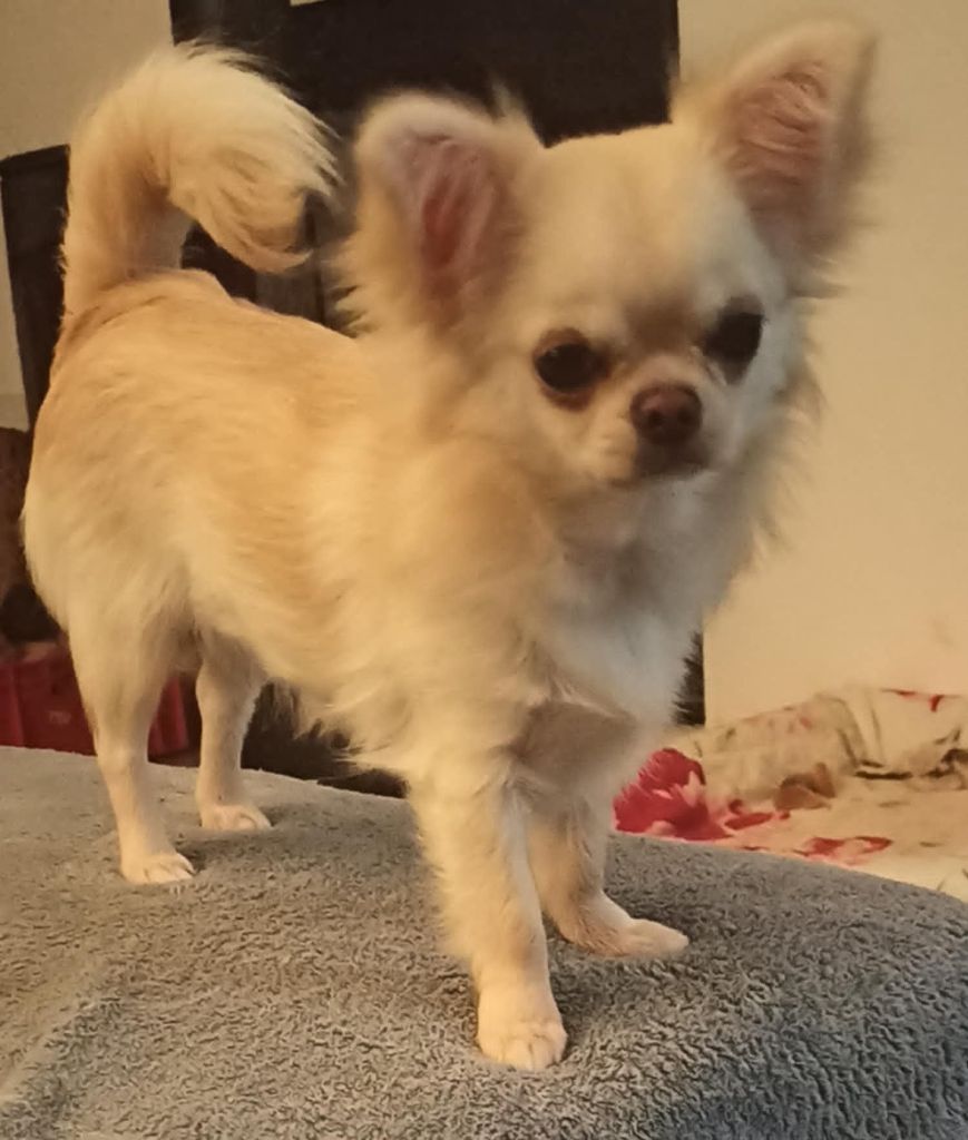 Publication : De L'eclipse Du J'gembad Auteur : l'eclipse du j'gembad