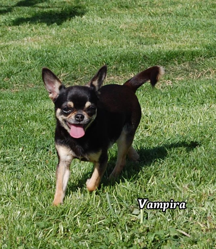 Publication : de Sir Scratch and Co