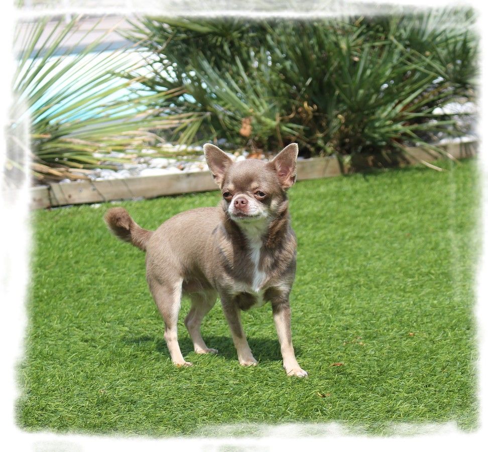 Publication : Star Pyla 