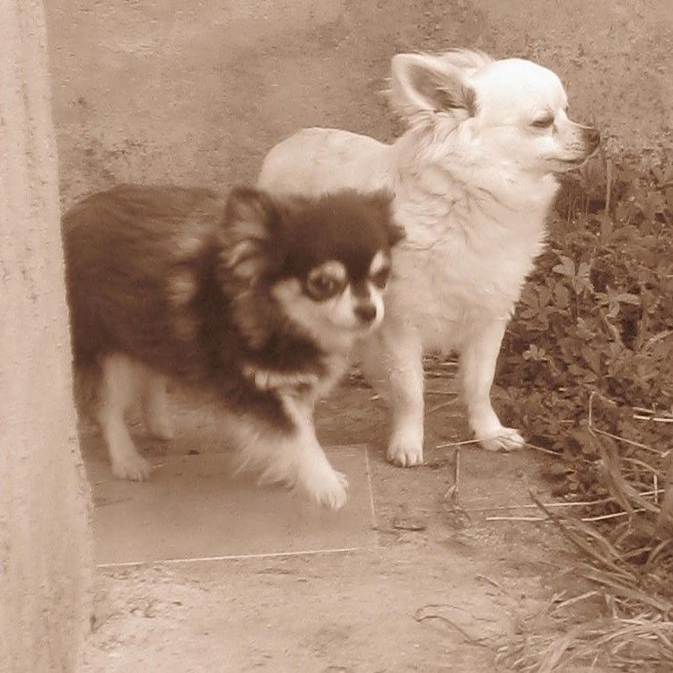 Publication : Du Domaine Des Beautés Divines 