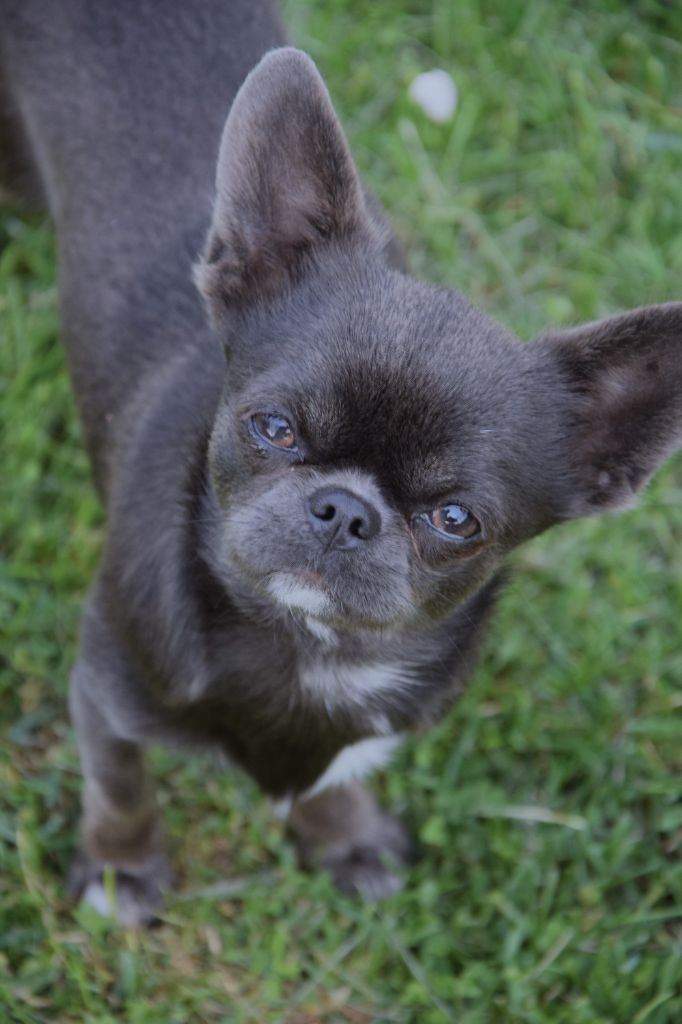Publication : des Trésors Mexicains Auteur : nancy marechal