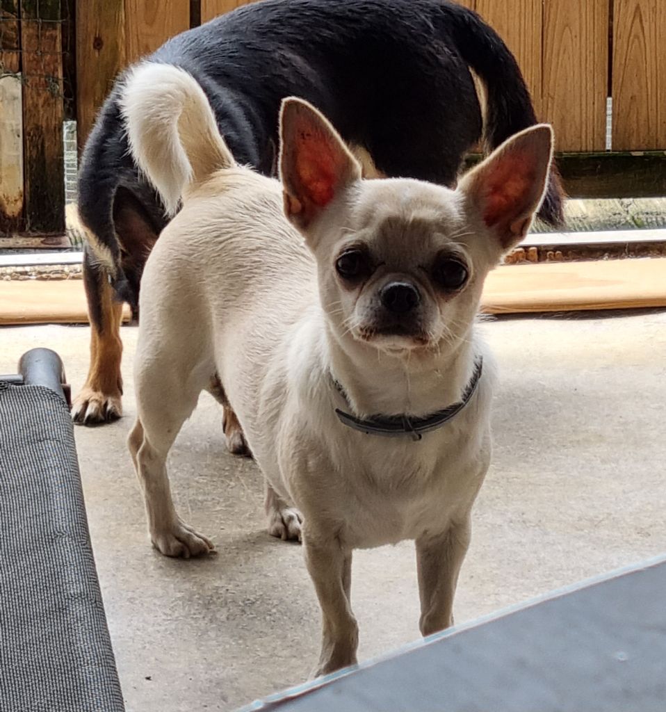 Publication : Of Little Dog's Paradise 