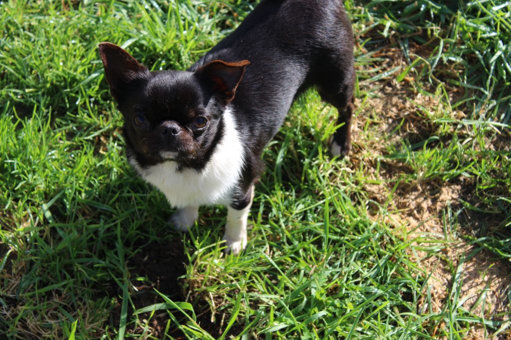 Publication : Des Esquisses Du Phoenix