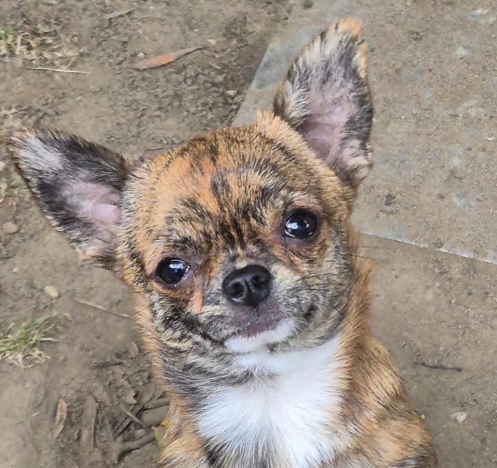 Publication : de terre basse Auteur : Joëlle CHAREYRON