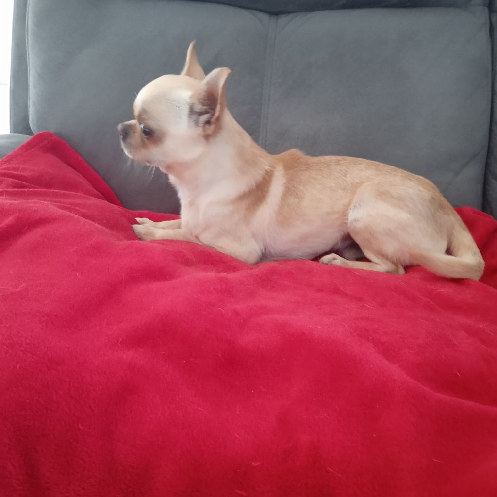 Publication : du royaume de Casabelle Auteur : jeanmarc BOUIN