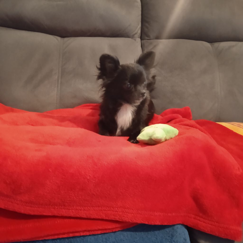 Publication : du royaume de Casabelle Auteur : jeanmarc BOUIN