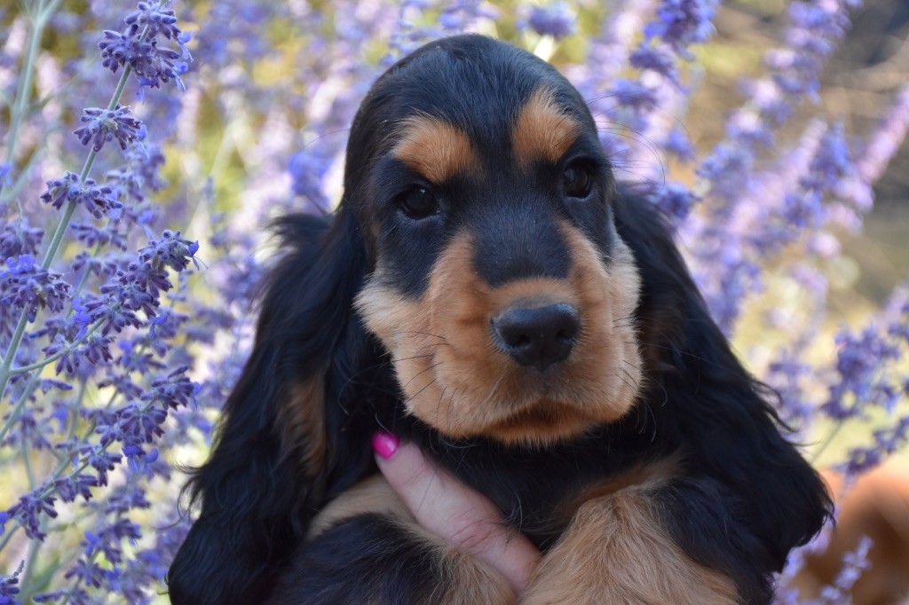 Publication : Du Domaine Des Rêves Bleus