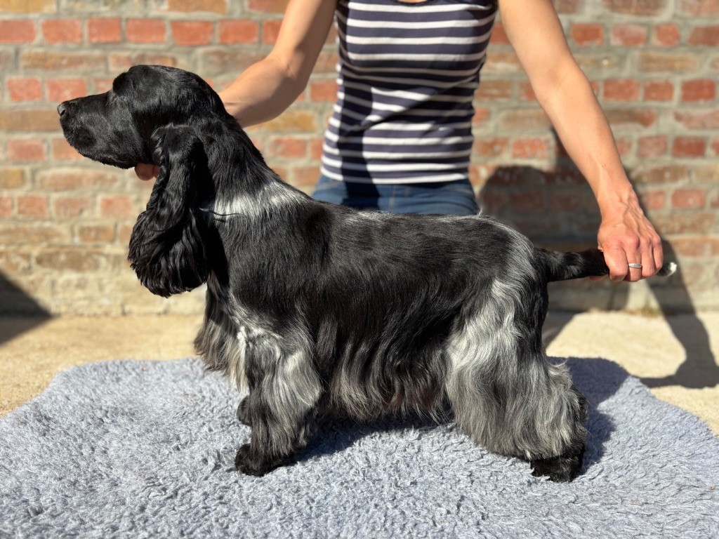 Publication : Sunset D'hell 