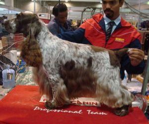 flutter's Wish come true