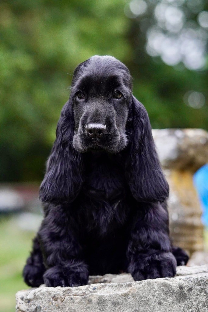 Publication : Du Domaine Des Rêves Bleus