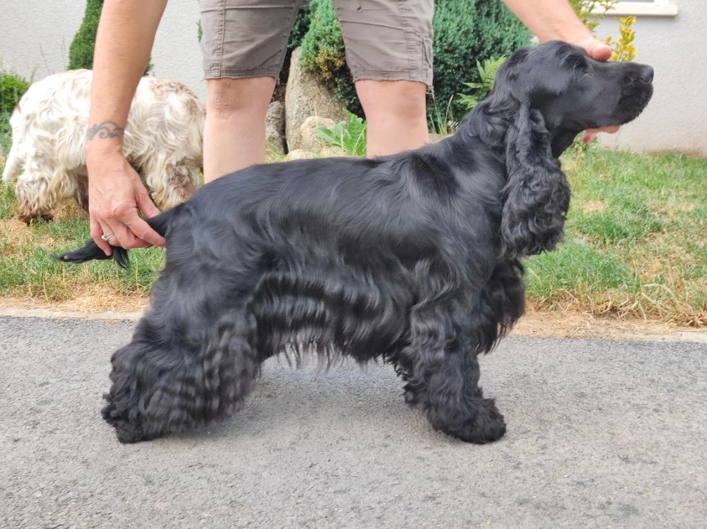 Publication : of Shaggy Love