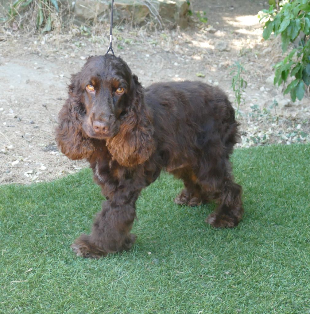 Publication : Du Temps Des Amazones Auteur : CLOE RIBOT