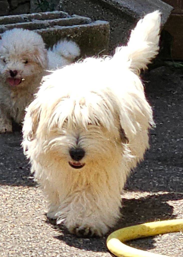 Publication : du Domaine du Chai de Majolan 