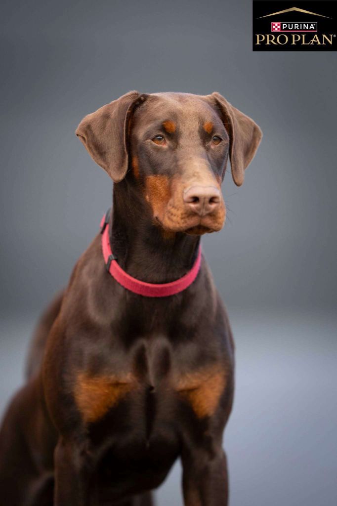 Publication : Des Roses Noires De Feu Auteur : En expo avec Proplan 