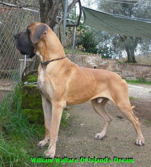 William wallace of island's dream