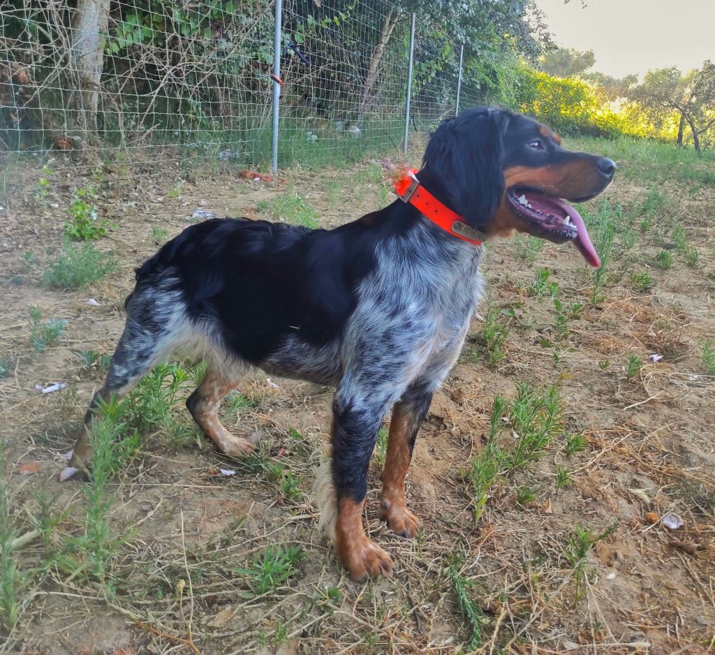 Publication : d'Alcorcan