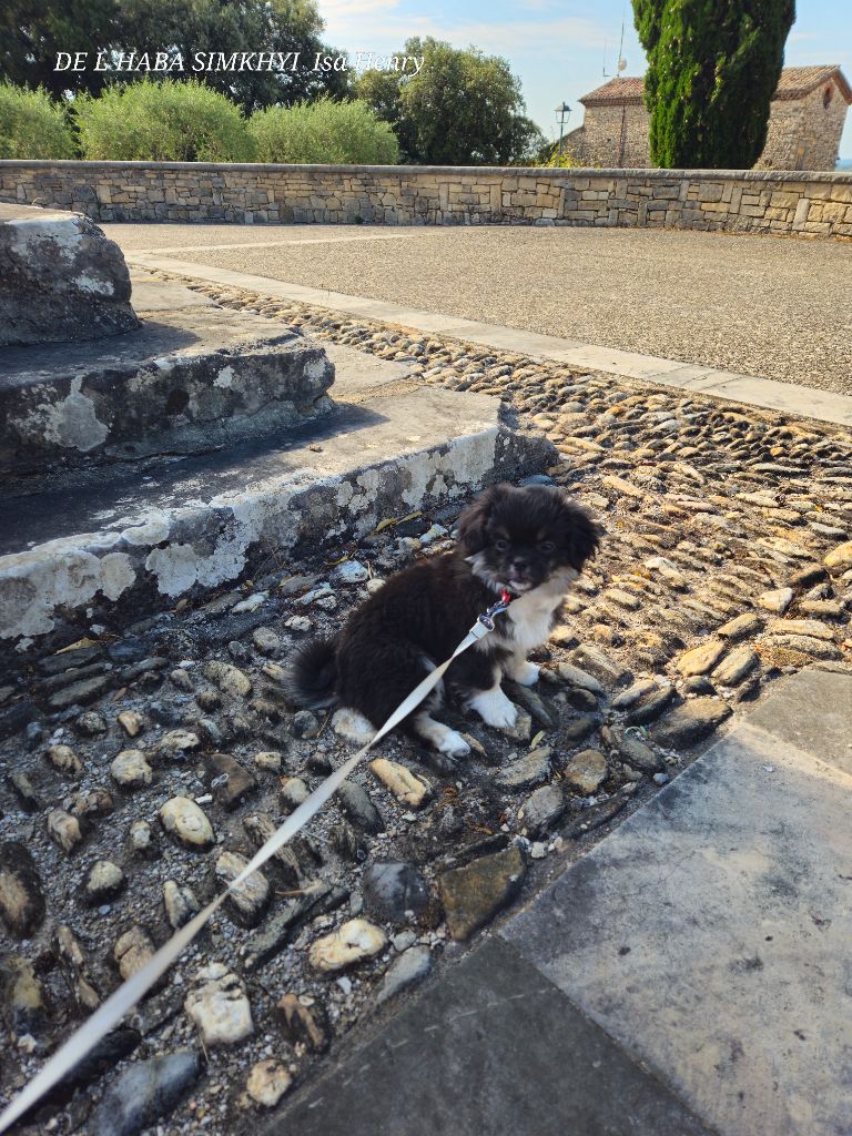 Publication : De L'haba Simkhyi Auteur : Ihenry