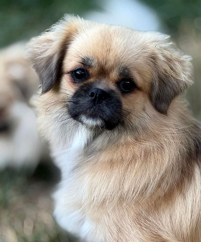 Publication : of lollipop Auteur : lollipop kennel