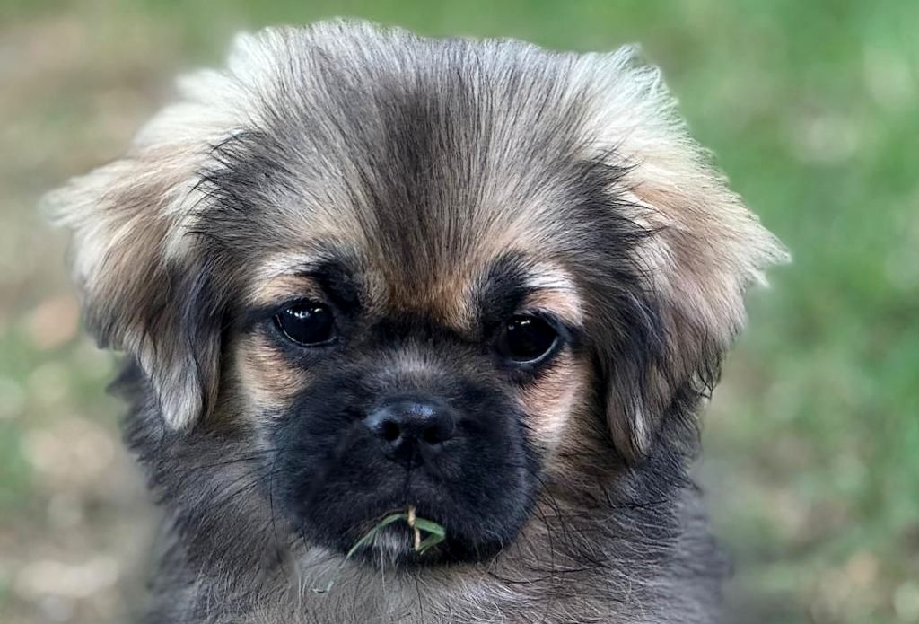 Publication : of lollipop