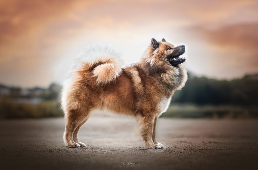 Publication : Des étoiles d'Hirwazh