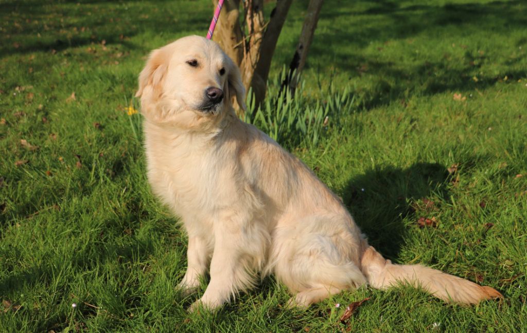 Publication : Du Domaine De Solanzac 